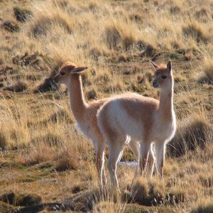 Vicuña Piacenza