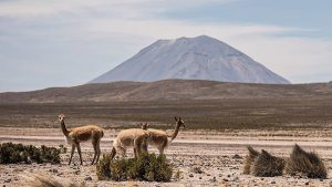 colecciones de vicuña disponibles