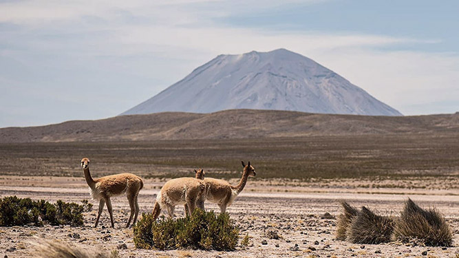 colecciones de vicuña disponibles